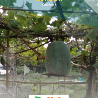 Cara Mudah Menanam Buah Kundur