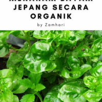 Kiat Sukses Menanam Bayam Jepang Secara Organik