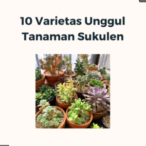 10 Varietas Unggul Tanaman Sukulen