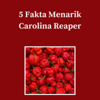 5 Fakta Menarik Carolina Reaper