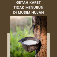 5 Kiat Agar Produksi Getah Karet Tidak Menurun di Musim Hujan