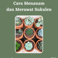 Cara Menanam dan Merawat Sukulen
