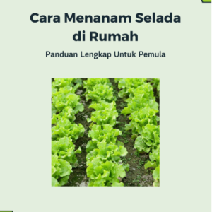 Cara Menanam Selada di Rumah : Panduan Lengkap Untuk Pemula