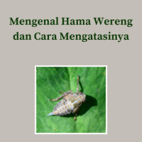 Mengenal Hama Wereng dan Cara Mengatasinya