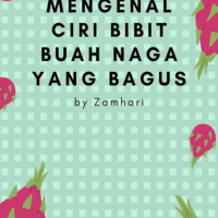 Mengenal Ciri Bibit Buah Naga yang Bagus