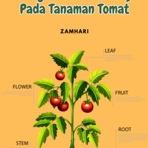 5 Langkah Menanam Ajir Pada Tanaman Tomat