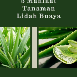 5 Manfaat Tanaman Lidah Buaya