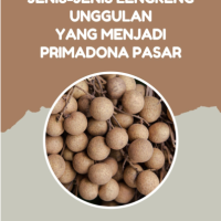 Jenis-Jenis Lengkeng Unggulan yang Menjadi Primadona Pasar