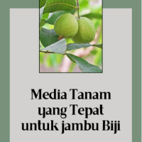 Media Tanam yang Tepat untuk jambu Biji
