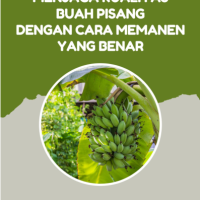 Menjaga Kualitas Buah Pisang dengan Cara Memanen yang Benar