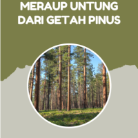 Meraup Untung dari Getah Pinus