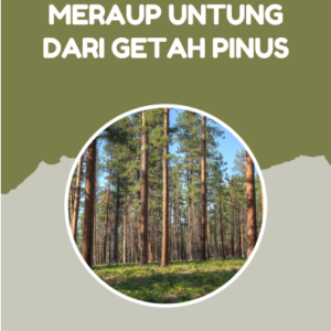 Meraup Untung dari Getah Pinus