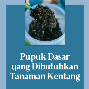 Pupuk Dasar yang Dibutuhkan Tanaman Kentang
