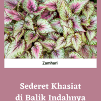 Sederet Khasiat di Balik Indahnya Cissus Javana