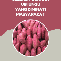 Sederet Olahan Ubi Ungu yang Diminati Masyarakat