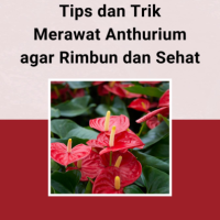 Tips dan Trik Merawat Anthurium agar Rimbun dan Sehat