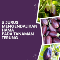 3 Jurus Mengendalikan Hama pada Tanaman Terung