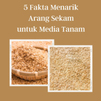 5 Fakta Menarik Arang Sekam untuk Media Tanam