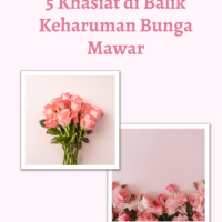 5 Khasiat di Balik Keharuman Bunga Mawar