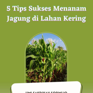 5 Tips Sukses Menanam Jagung di Lahan Kering
