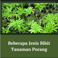 Beberapa Jenis Bibit Tanaman Porang