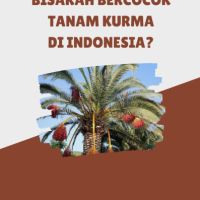 Bisakah Bercocok Tanam Kurma di Indonesia?