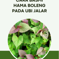 Cara Basmi Hama Boleng pada Ubi Jalar