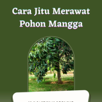 Cara Jitu Merawat Pohon Mangga