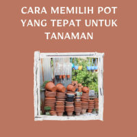 Cara Memilih Pot yang Tepat untuk Tanaman