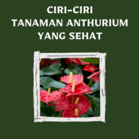 Ciri-Ciri Tanaman Anthurium yang Sehat