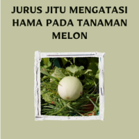 Jurus Jitu Mengatasi Hama Pada Tanaman Melon