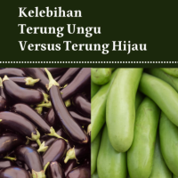 Kelebihan Terung Ungu Versus Terung Hijau