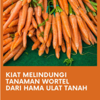 Kiat Melindungi Tanaman Wortel dari Hama Ulat Tanah