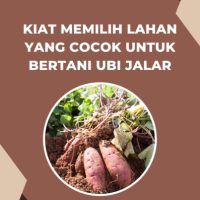 Kiat Memilih Lahan yang Cocok untuk Bertani Ubi Jalar