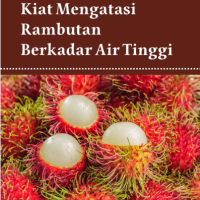 Kiat Mengatasi Rambutan Berkadar Air Tinggi