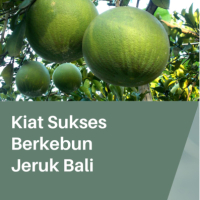 Kiat Sukses Berkebun Jeruk Bali