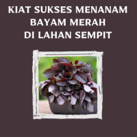 Kiat Sukses Menanam Bayam Merah di Lahan Sempit