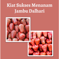 Kiat Sukses Menanam Jambu Dalhari