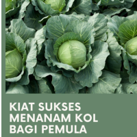 Kiat Sukses Menanam Kol Bagi Pemula