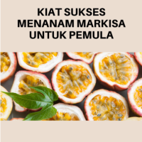 Kiat Sukses Menanam Markisa untuk Pemula