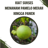 Kiat Sukses Menanam Pamelo Merah Hingga Panen