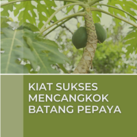 Kiat Sukses Mencangkok Batang Pepaya