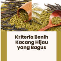 Kriteria Benih Kacang Hijau yang Bagus