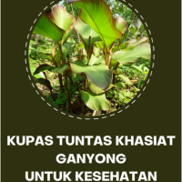 Kupas Tuntas Khasiat Ganyong untuk Kesehatan