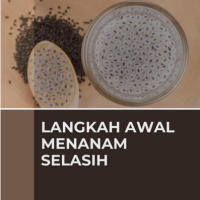 Langkah Awal Menanam Selasih