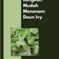Langkah Mudah Menanam Daun Ivy