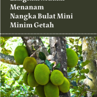 Langkah Mudah Menanam Nangka Bulat Mini Minim Getah