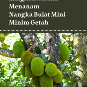 Langkah Mudah Menanam Nangka Bulat Mini Minim Getah