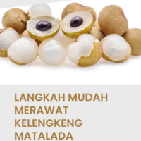 Langkah Mudah Merawat Lengkeng Matalada