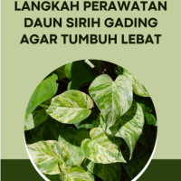 Langkah Perawatan Daun Sirih Gading agar Tumbuh Lebat